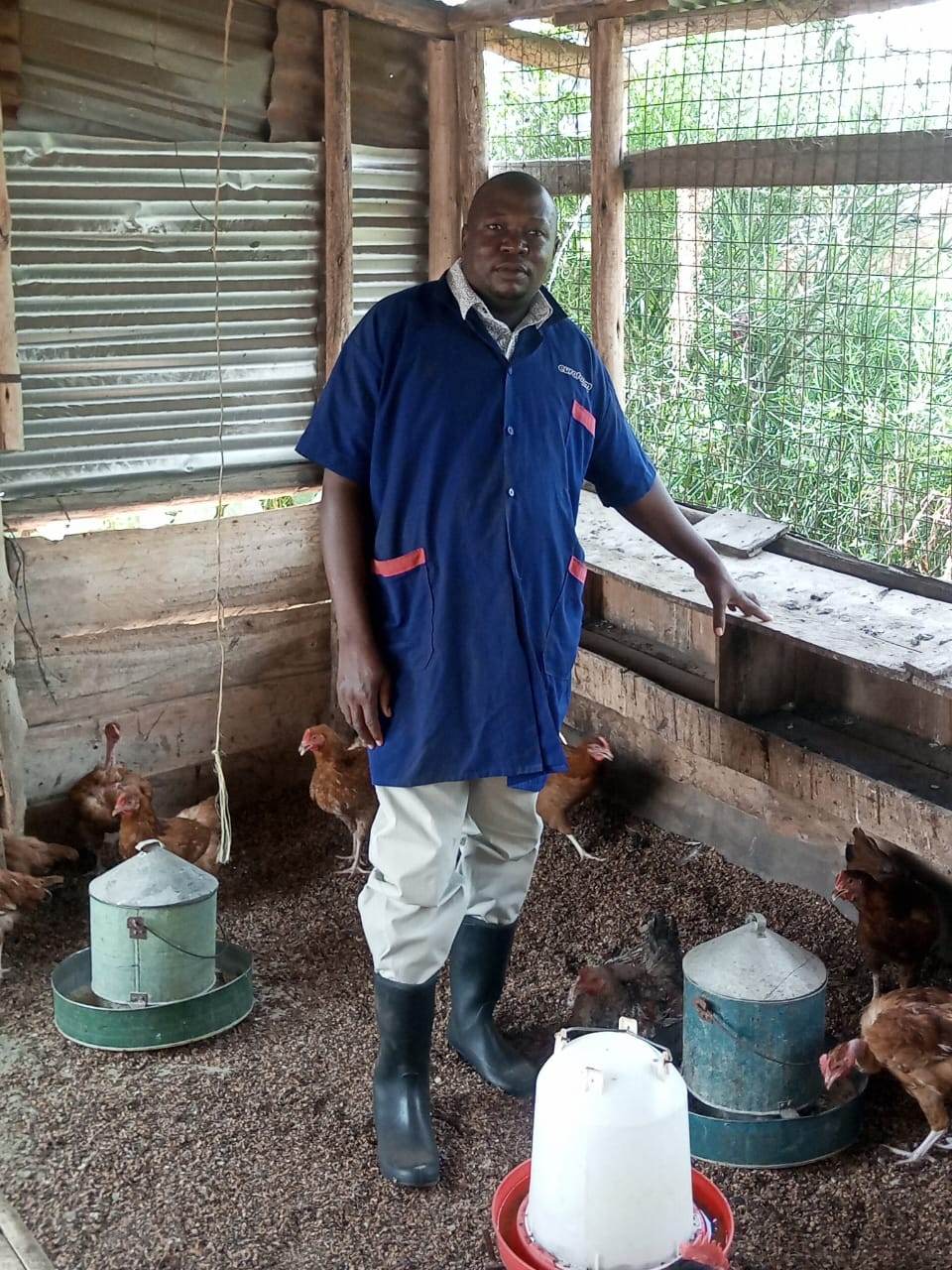 Farmer standing beside young chicks near the feeders