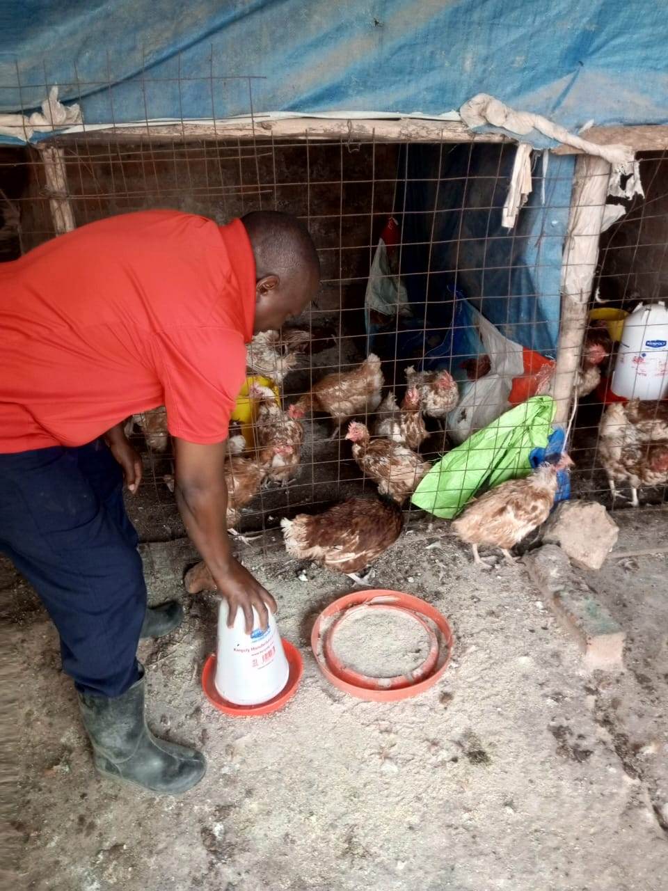 Farmer inside the wooden coop checking feeders