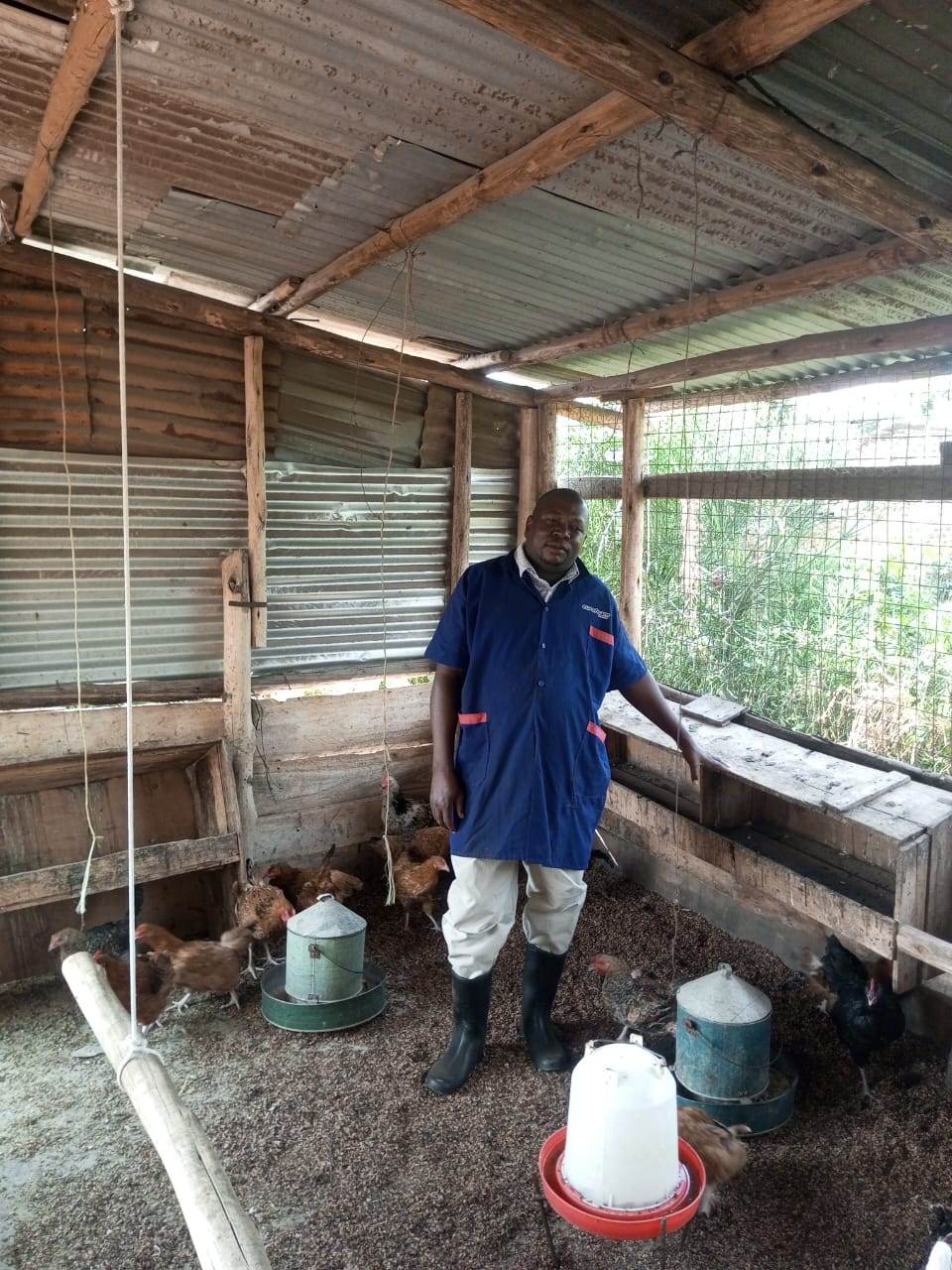 Farmer at Ssebo Poultry Farm standing among free-ranging chickens inside the wooden coop